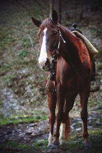 Horse outdoors