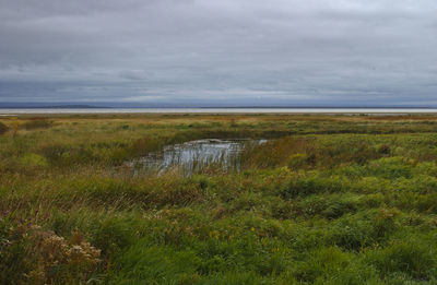 Scenic view of field against sky