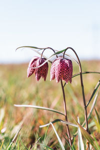 Two beautiful patterned purple chess flowers, also called chequered lily, fritillaria meleagris.
