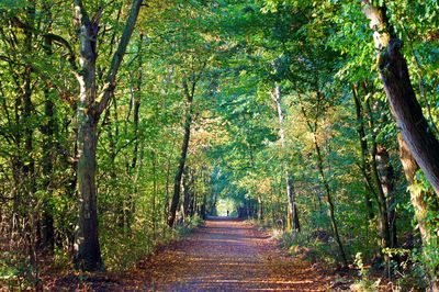 Footpath amidst trees in forest during autumn