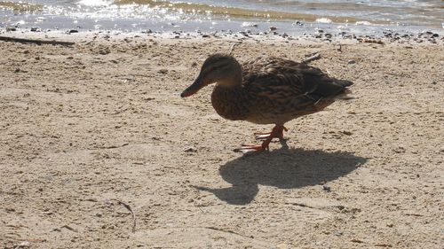 High angle view of bird on sand