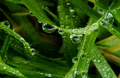 Close-up of wet plant leaves during rainy season