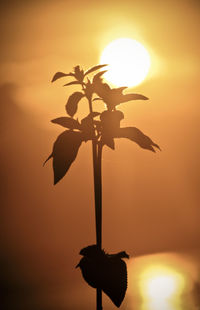 Silhouette of plant against orange sky