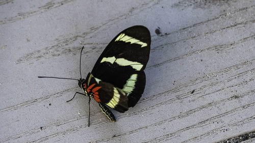 High angle view of butterfly on leaf