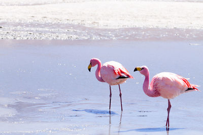 Flamingos in lake