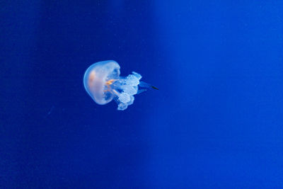 Jellyfish swimming in sea