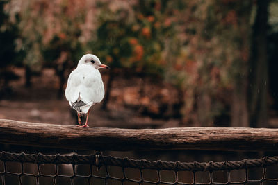 Close-up of seagull perching on wooden post