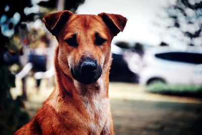 Close-up portrait of a dog