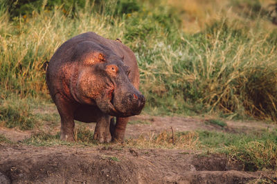 Hippopotamus on field