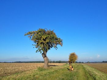 Scenic view of field against clear sky