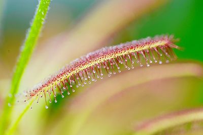 Close-up of insect on leaf