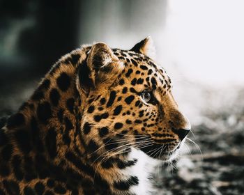 Close-up of a leopard looking away