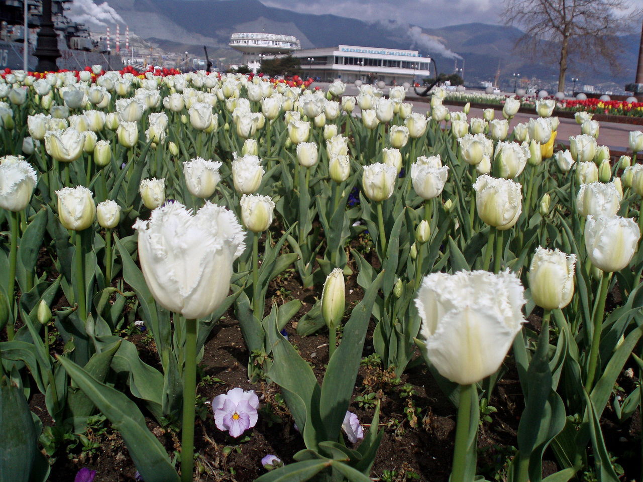 Close-up of white tulips blooming in field