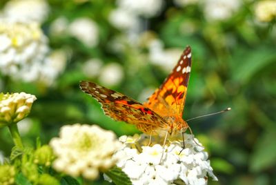 Close-up of butterfly perching on flower