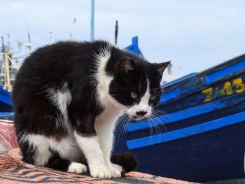 Close-up of cat sitting outdoors