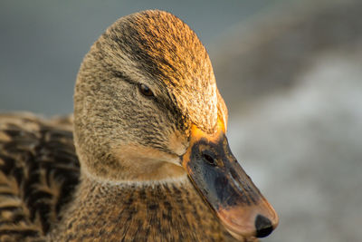 Female mallard or wild duck, anas platyrhynchos. close-up