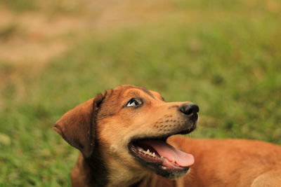 Close-up of dog looking away