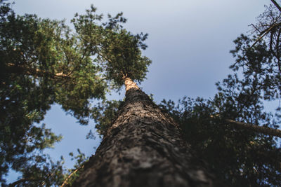 Low angle view of trees against sky