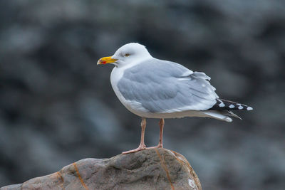 Close-up of seagull perching outdoors