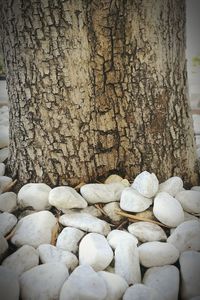 Close-up of stones on tree trunk