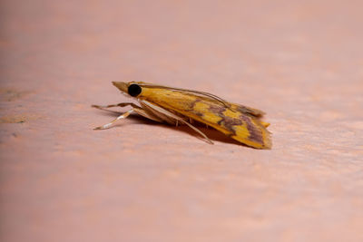 Close-up of insect