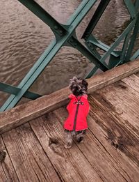 Rear view of dog on wooden bridge