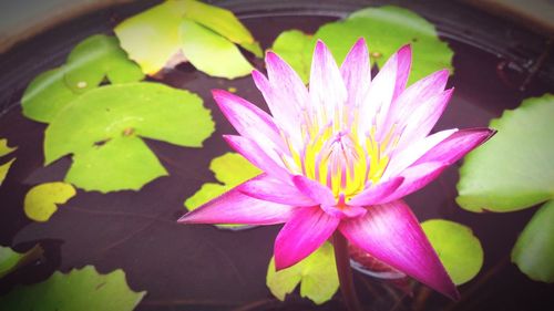 Close-up of pink water lily in flower pot