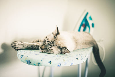 Cat sleeping