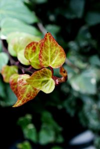 Close-up of plant