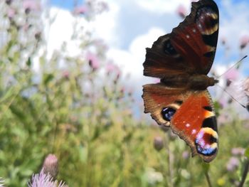 Close-up of butterfly pollinating on flower