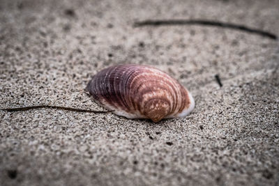 Close-up of snail on sand