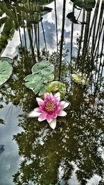 Close-up of pink lotus water lily in pond