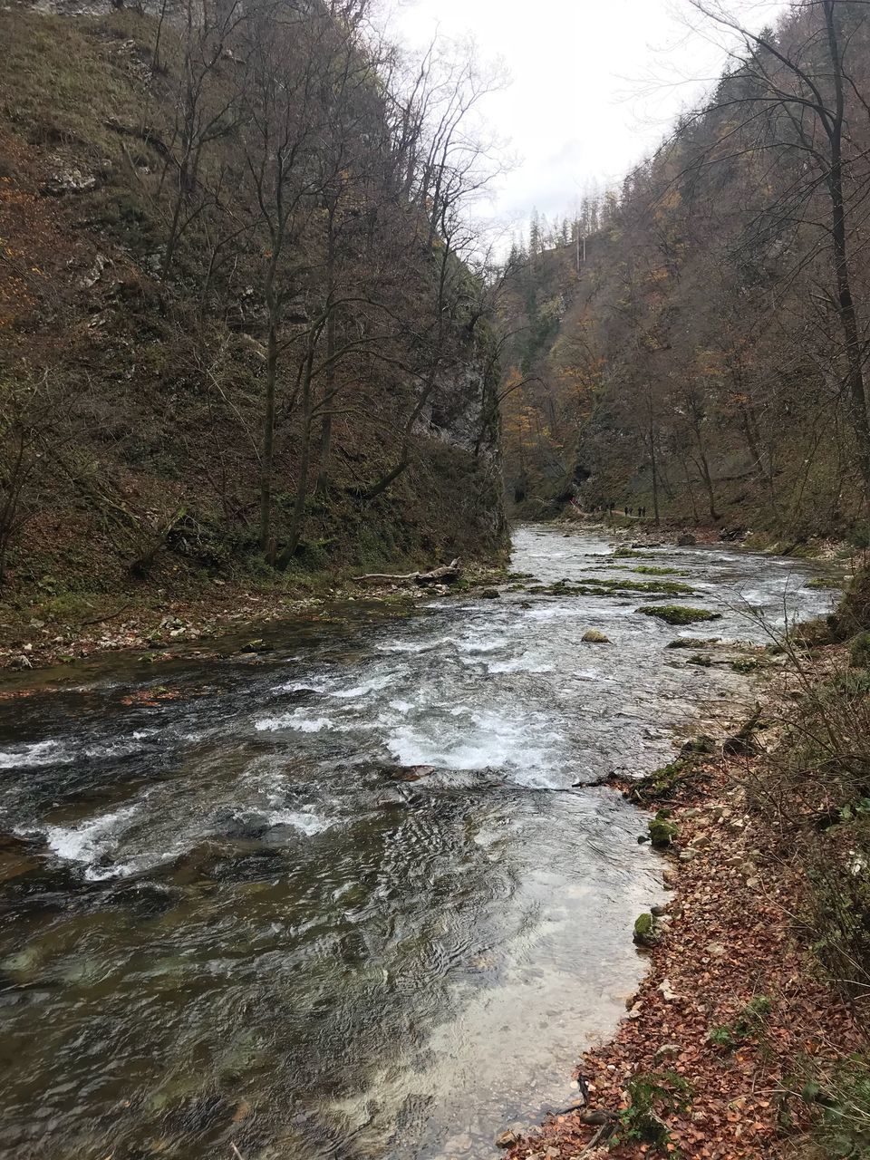 RIVER FLOWING THROUGH FOREST