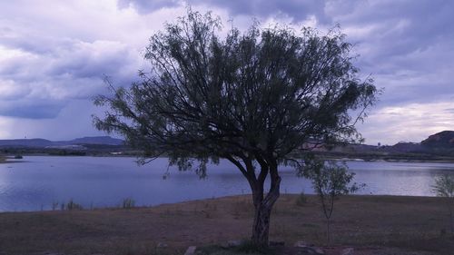 Tree by lake against sky