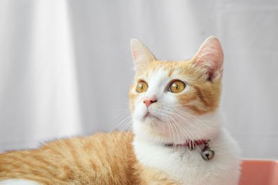 Close-up of cat looking away