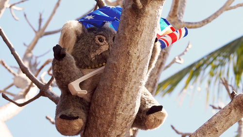 Low angle view of animal hanging on tree against sky