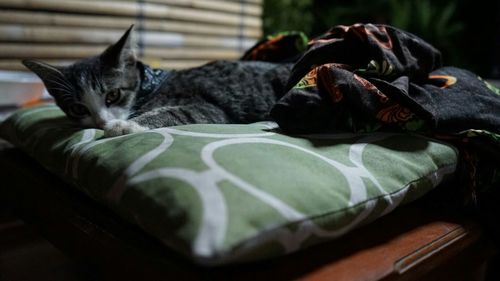 Cat relaxing on sofa