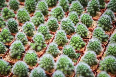 Full frame shot of succulent plants