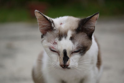Close-up of cat with wounds