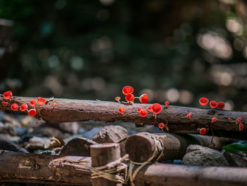 Close-up of red berries on tree