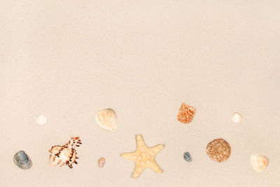 Starfish and shells on the sand as a background. copyspace. summer beach.