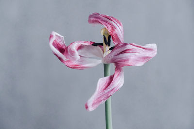 Close-up of pink flower