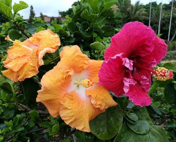 Close-up of hibiscus blooming outdoors