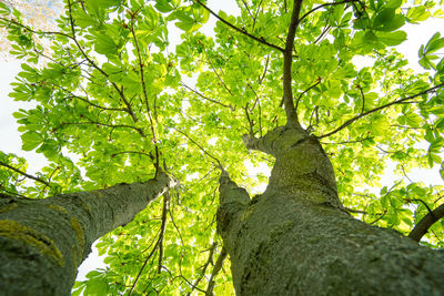 Low angle view of trees in forest