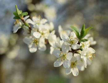 Close-up of white flowers