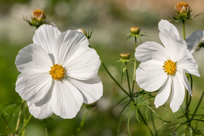 Close up of white cosmos flowers in bloom