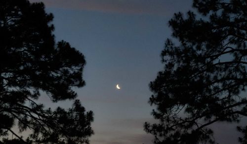 Low angle view of silhouette trees against sky at night