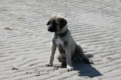 Dog standing on beach