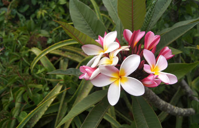 Close-up of pink flowering plants
