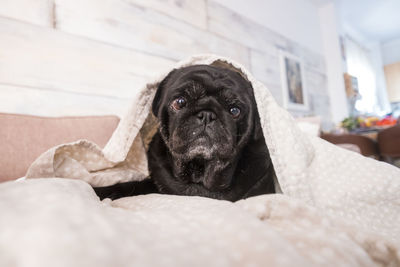 Portrait of dog relaxing at home